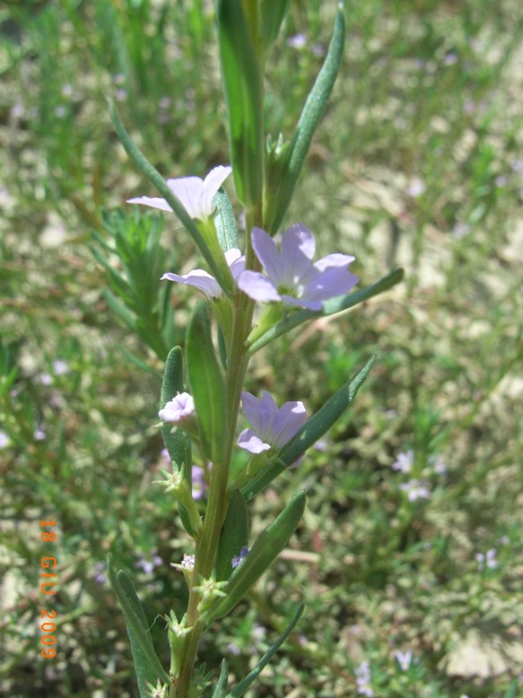 Lythrum hyssopifolia / Salcerella con foglie d'' Issopo